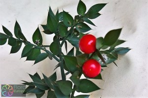 Ruscus aculeatus.jpg